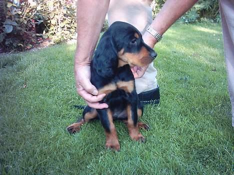 Gordon setter Storaaens Chief "Pelle" - okay så tag et billede.. billede 8