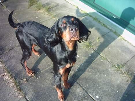 Gordon setter Storaaens Chief "Pelle" billede 9