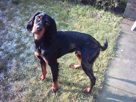 Gordon setter Storaaens Chief "Pelle" billede 10