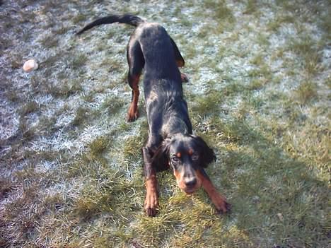 Gordon setter Storaaens Chief "Pelle" - skal vi lege billede 11