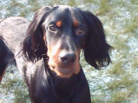 Gordon setter Storaaens Chief "Pelle" billede 12