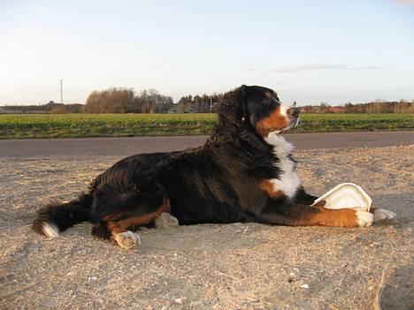 Berner sennenhund Boss DØD D25/3 R.I.P - Hej, jeg hedder Boss og jeg er kongen på vores vej....syntes jeg selv.. billede 1