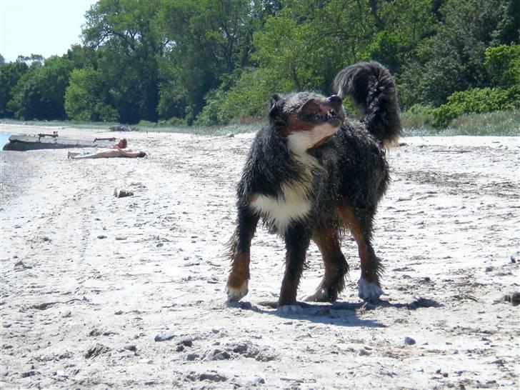 Berner sennenhund Boss DØD D25/3 R.I.P - Det er så dejligt at bade og ryste sig...... billede 2