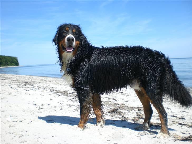 Berner sennenhund Boss DØD D25/3 R.I.P - Jeg er en flot fyr... billede 3