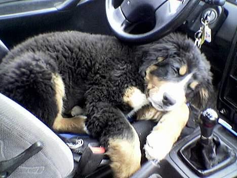 Berner sennenhund Boss DØD D25/3 R.I.P - Ja jeg ved det godt - blev lidt træt og ligner en puddelhund! (mobil-foto) billede 4