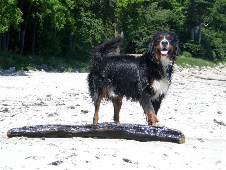 Berner sennenhund Boss DØD D25/3 R.I.P - Se hvad jeg selv har fanget ude i vandet.... billede 5