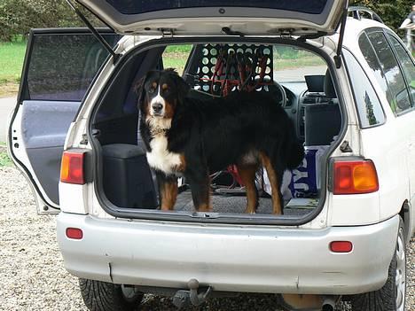 Berner sennenhund Boss DØD D25/3 R.I.P - Ska`vi køre eller hvad??? billede 6