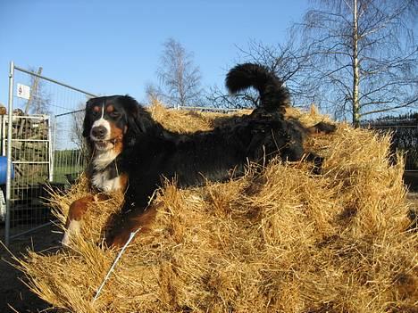 Berner sennenhund Boss DØD D25/3 R.I.P - Jeg eeeeeelsker bare mine big-baller! Bruger rigtig meget tid her når vi er i stalden... billede 7