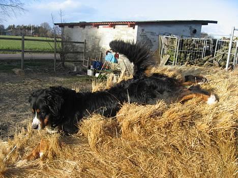 Berner sennenhund Boss DØD D25/3 R.I.P - Og man kan glide ned af dem - det er bare sjovt så det gør jeg ofte... billede 8