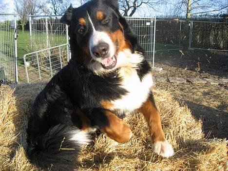 Berner sennenhund Boss DØD D25/3 R.I.P - Flirte-flirte med fotografen.... Blinker alt hvad jeg kan.... billede 9