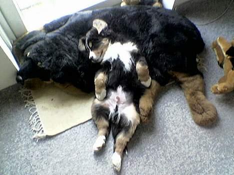 Berner sennenhund Boss DØD D25/3 R.I.P - Jeg faldt hurtig til i min nye familie, for der var en stor Rottweiler-bamse der tog sig kærligt af mig. (mobil-foto) billede 10