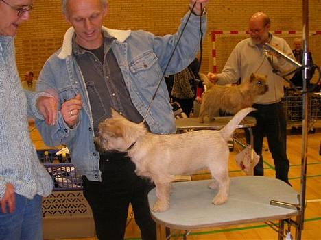 Cairn terrier Frigg's Skinfaxe / Cujo - Cujo på juleskue i Aarhus billede 9