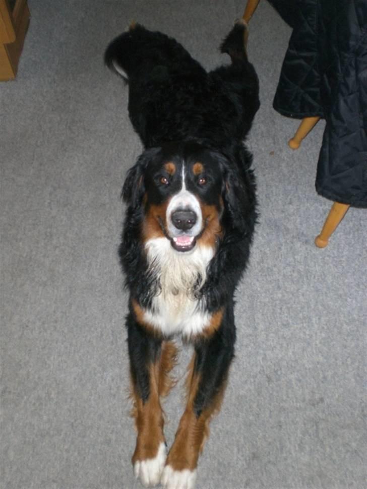 Berner sennenhund Boss DØD D25/3 R.I.P - "Hvad er der mor...se hvor lange jeg er.... billede 11