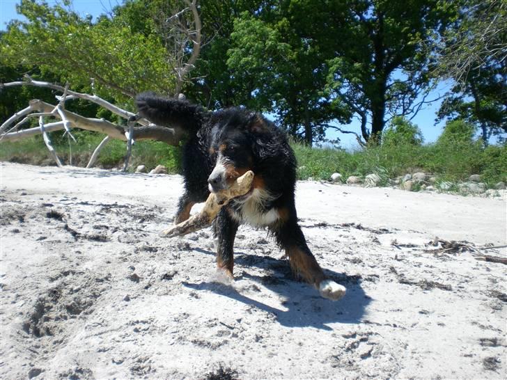 Berner sennenhund Boss DØD D25/3 R.I.P - Jeg er så glad for min kæp..... billede 12