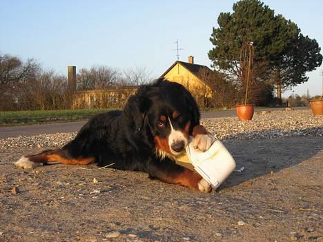 Berner sennenhund Boss DØD D25/3 R.I.P - Lad mig være - jeg har travlt kan du nok se... billede 13