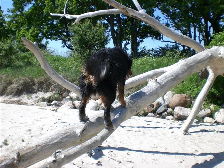 Berner sennenhund Boss DØD D25/3 R.I.P - ååååå det er bare om at holde Balance ... billede 14