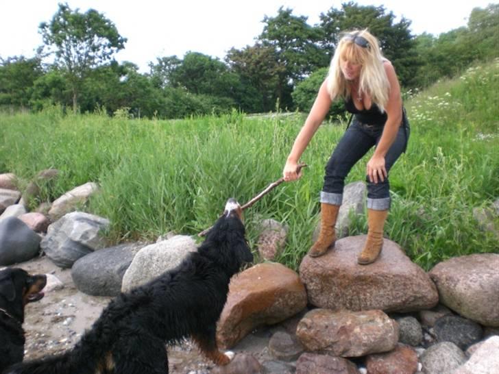 Berner sennenhund Boss DØD D25/3 R.I.P - Det er min kæp... nej det er min kæp.... billede 15