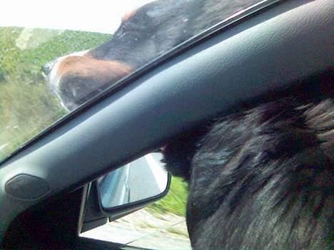 Berner sennenhund Boss DØD D25/3 R.I.P - Det her er livet - jeg elsker bare at køre bil. (mobil-foto) billede 16