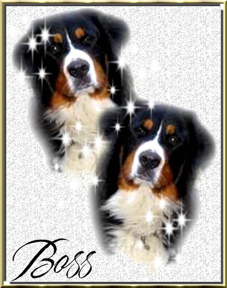 Berner sennenhund Boss DØD D25/3 R.I.P - Se her er jeg ikke smuk..en gave fra det lille blå lyn...TAK.!! billede 17