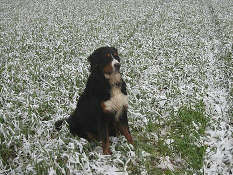 Berner sennenhund Boss DØD D25/3 R.I.P - Det var ikke meget sne der kom.... Øv! billede 18