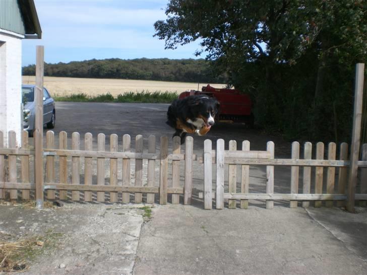 Berner sennenhund Boss DØD D25/3 R.I.P - Jeg er en rigtig spring hunde og jeg elsker det.  billede 19