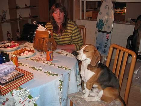 Beagle Bimmer - mon den næste gave er til mig...  billede 15