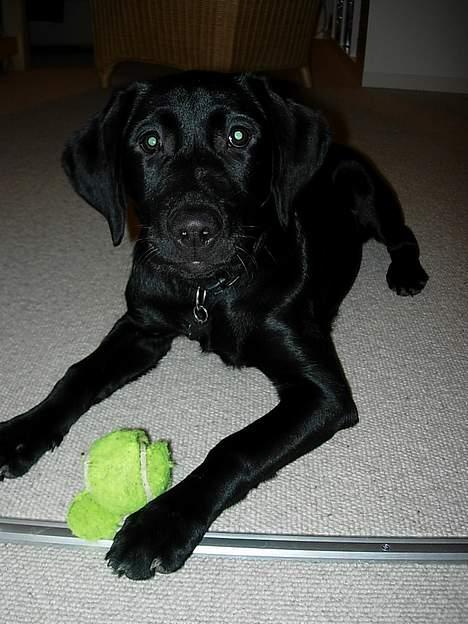 Labrador retriever Betsie billede 14