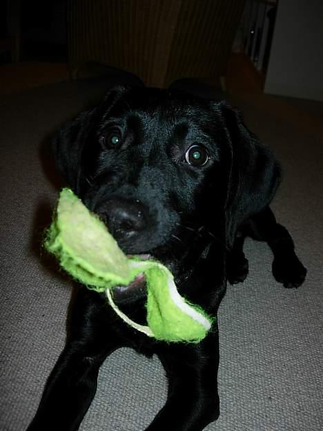Labrador retriever Betsie billede 15