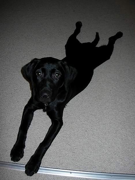 Labrador retriever Betsie billede 16