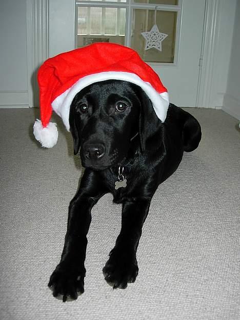 Labrador retriever Betsie billede 17