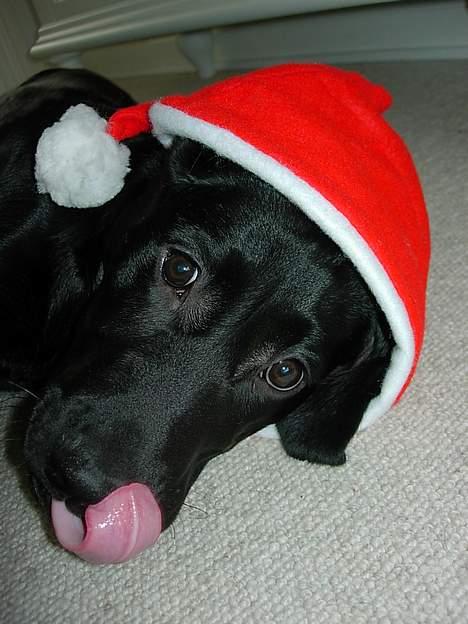 Labrador retriever Betsie billede 18