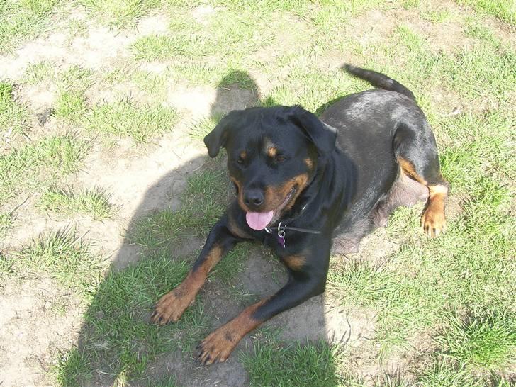 Rottweiler NALA<3R.I.P<3 billede 10