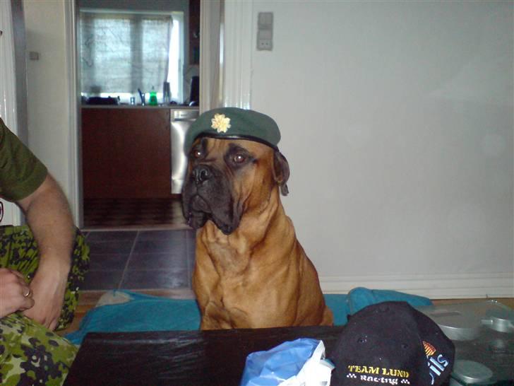 Bullmastiff cæsar billede 1