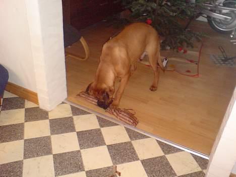 Bullmastiff cæsar - det er sjovt med gaver  billede 2