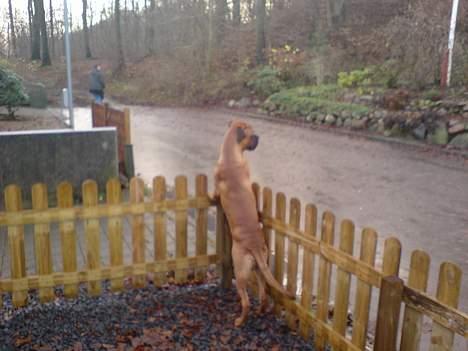 Bullmastiff cæsar - holder udkig billede 4