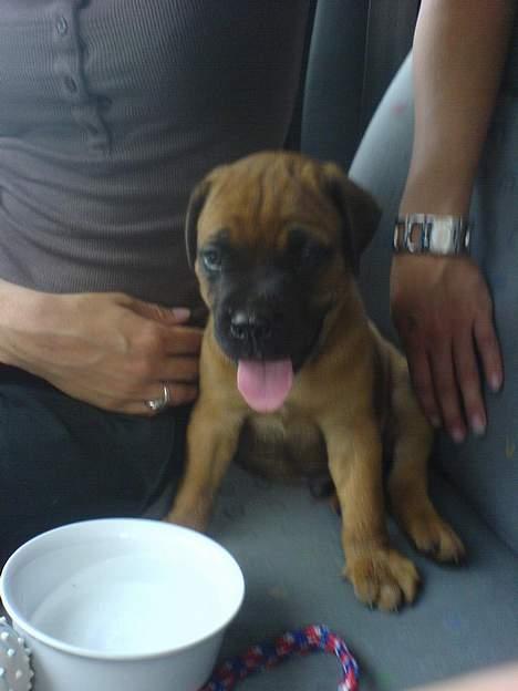 Bullmastiff cæsar - så lille var jeg da mor og far hentede mig billede 5