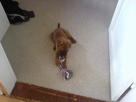 Bullmastiff cæsar - 8 uger billede 6