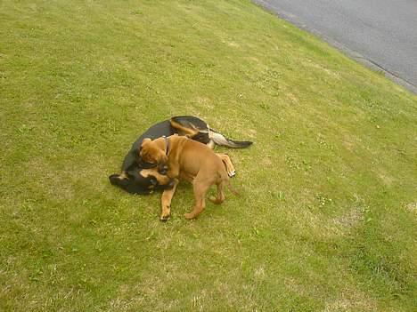 Bullmastiff cæsar - han er ikke større end han kan ligge ned billede 7