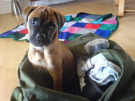 Bullmastiff cæsar - der er dejligt nede i fars taske billede 8