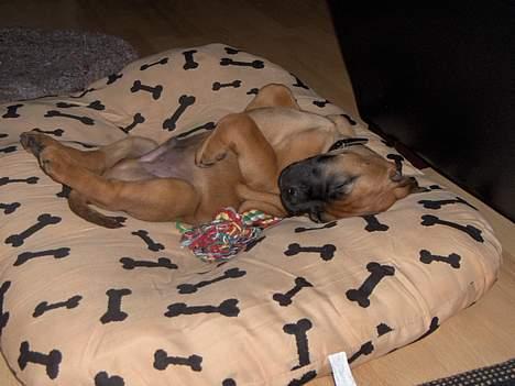 Bullmastiff cæsar billede 9