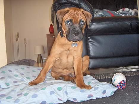 Bullmastiff cæsar billede 10