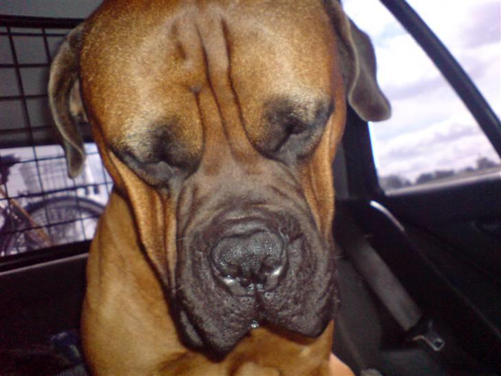 Bullmastiff cæsar - det er mig i min stol billede 11