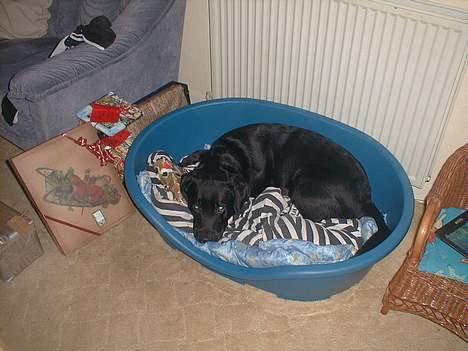 Labrador retriever Bertil - Bertil med sin julegave:) billede 6