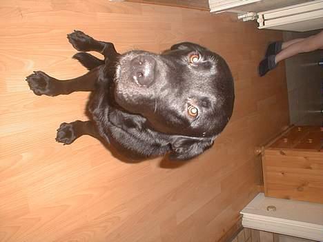 Labrador retriever Bertil billede 7