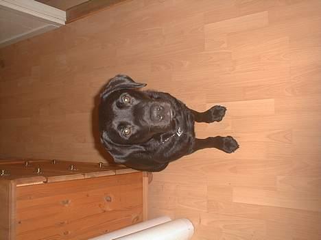 Labrador retriever Bertil billede 8