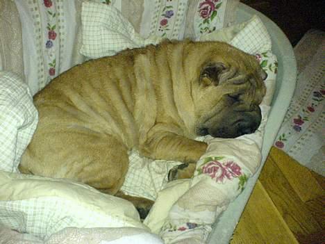 Shar pei China House Zarabi *DØD* - ZzzzzZzz billede 11