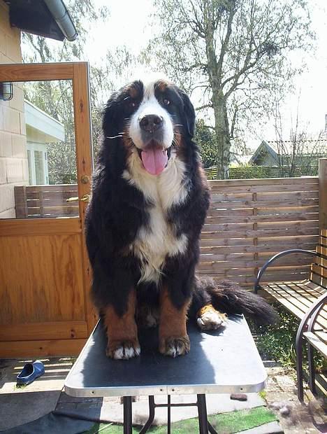 Berner sennenhund Tertzo´s Chicci 2006 - - hun blev 10 år billede 16