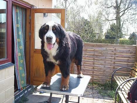 Berner sennenhund Tertzo´s Chicci 2006 - - hun var smuk til det sidste billede 17