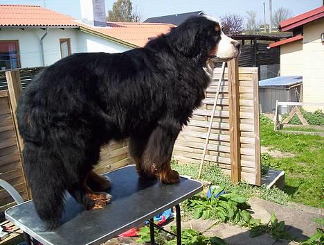 Berner sennenhund Tertzo´s Chicci 2006 - - Chiggi takker af og drager bort billede 18
