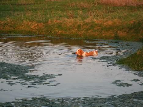 Bracco italiano Dora (Død 2010) - "Dora" som vandhund billede 6